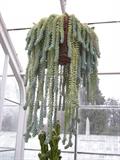 donkey tail